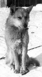    90-   .   ..  / Chukotka Sled Dog. Early 90th, XX Century. Photo provided by B. Shiroky. Russia