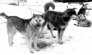    90-   .   ..  / Chukotka Sled Dog. Early 90th, XX Century. Photo provided by B. Shiroky. Russia